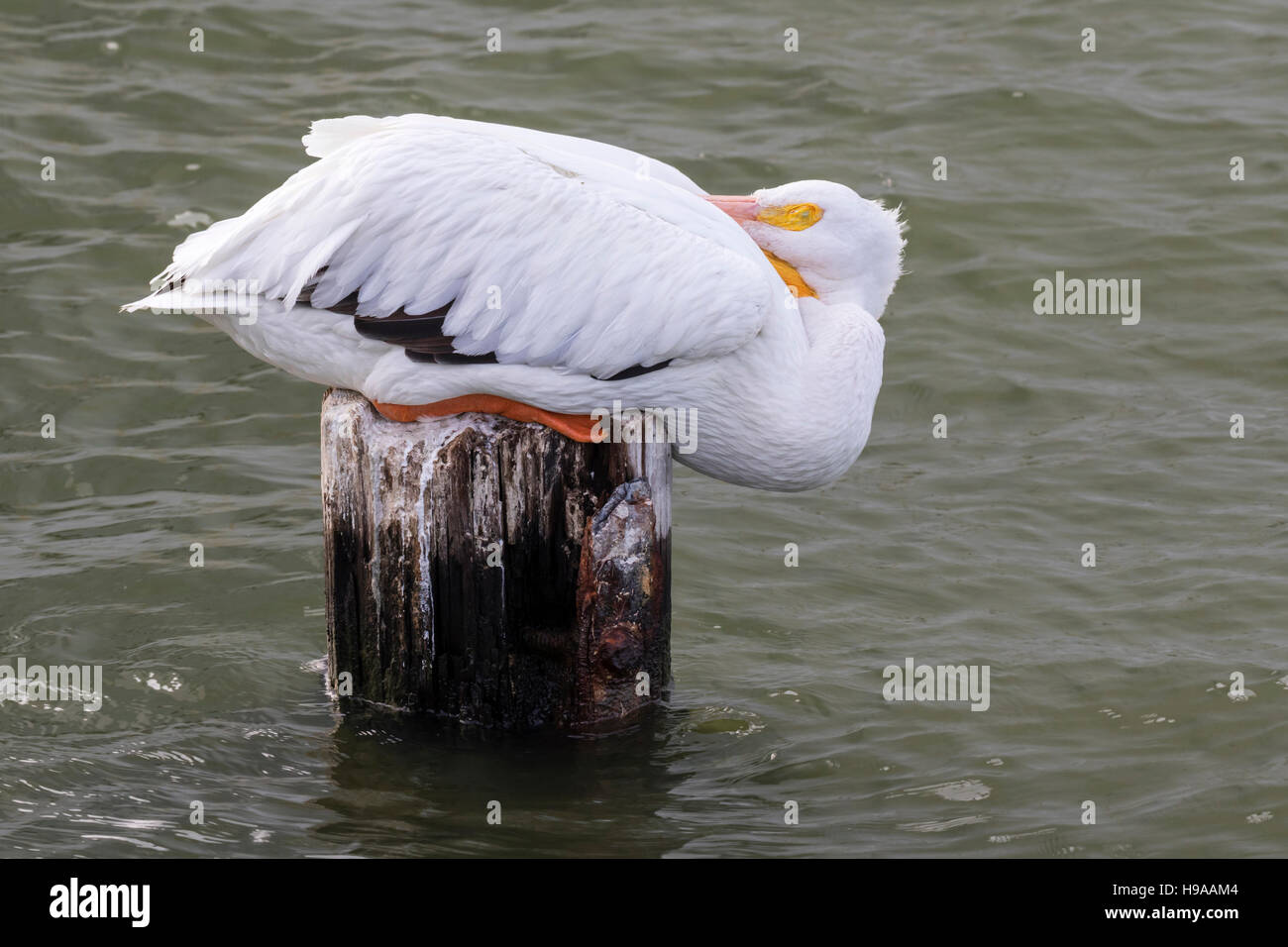 Pélican blanc (Pelecanus erythrorhynchos) dormir sur un poteau en bois, près de l'embarcadère du port de Galveston. Galveston, Texas, États-Unis. Banque D'Images