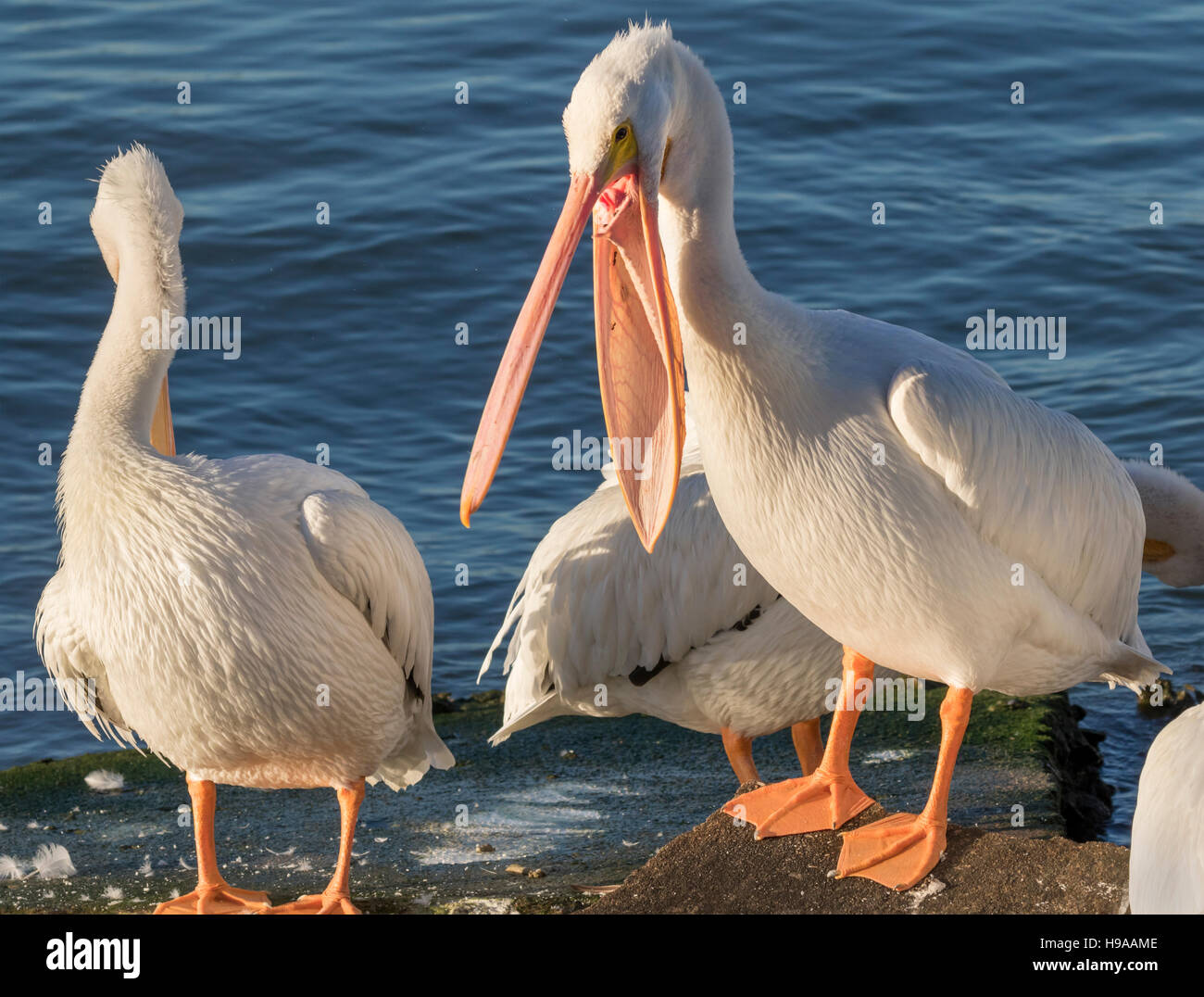 Pélican blanc (Pelecanus erythrorhynchos) avec Bill, Galveston, Texas, États-Unis Banque D'Images