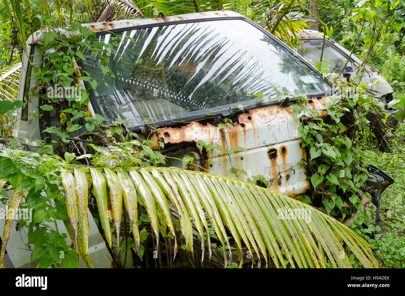 Camion à l'abandon, plus connu avec la végétation en plantation de cocotiers, Tauta, Niue, le Pacifique Sud, l'Océanie Banque D'Images