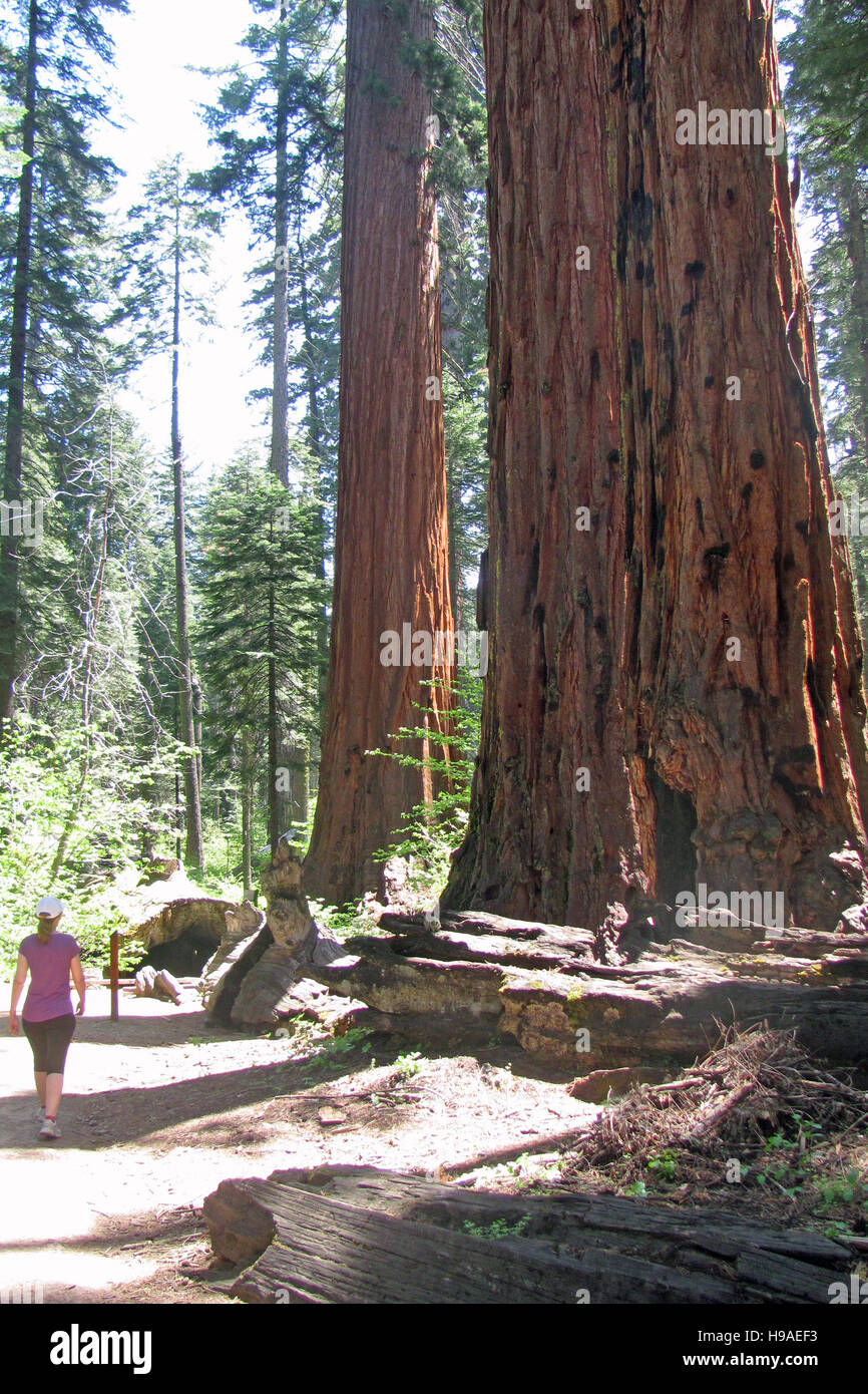 Femme randonnée en parc d'État Calaveras Big Trees. Banque D'Images Femme randonnée en parc d'État Calaveras Big Trees. Banque D'Images
