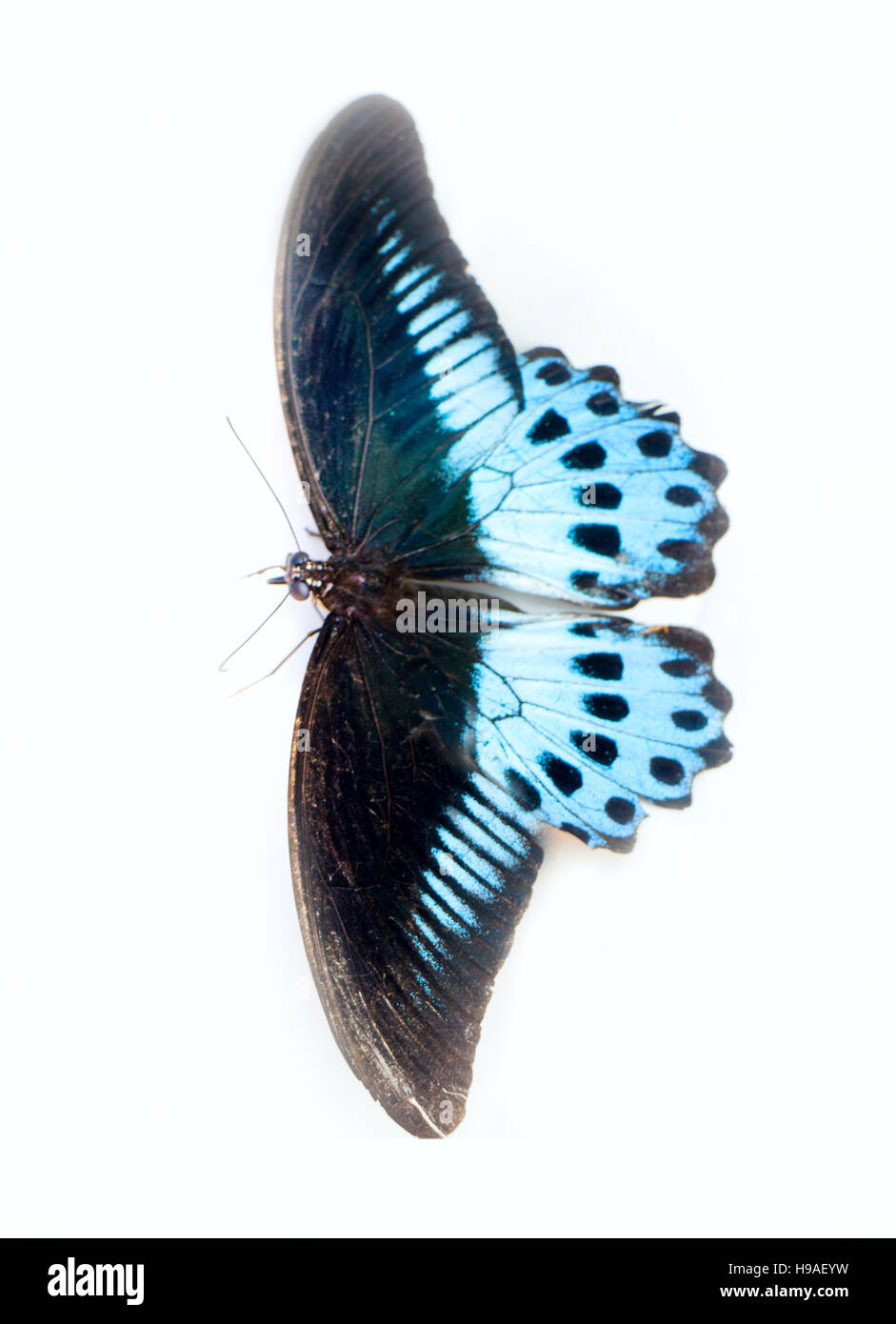 Papillon énorme (12 cm) Porte-queue (Papilio Polymnestor Polymnestor) en janvier. un insecte sur fond blanc Banque D'Images