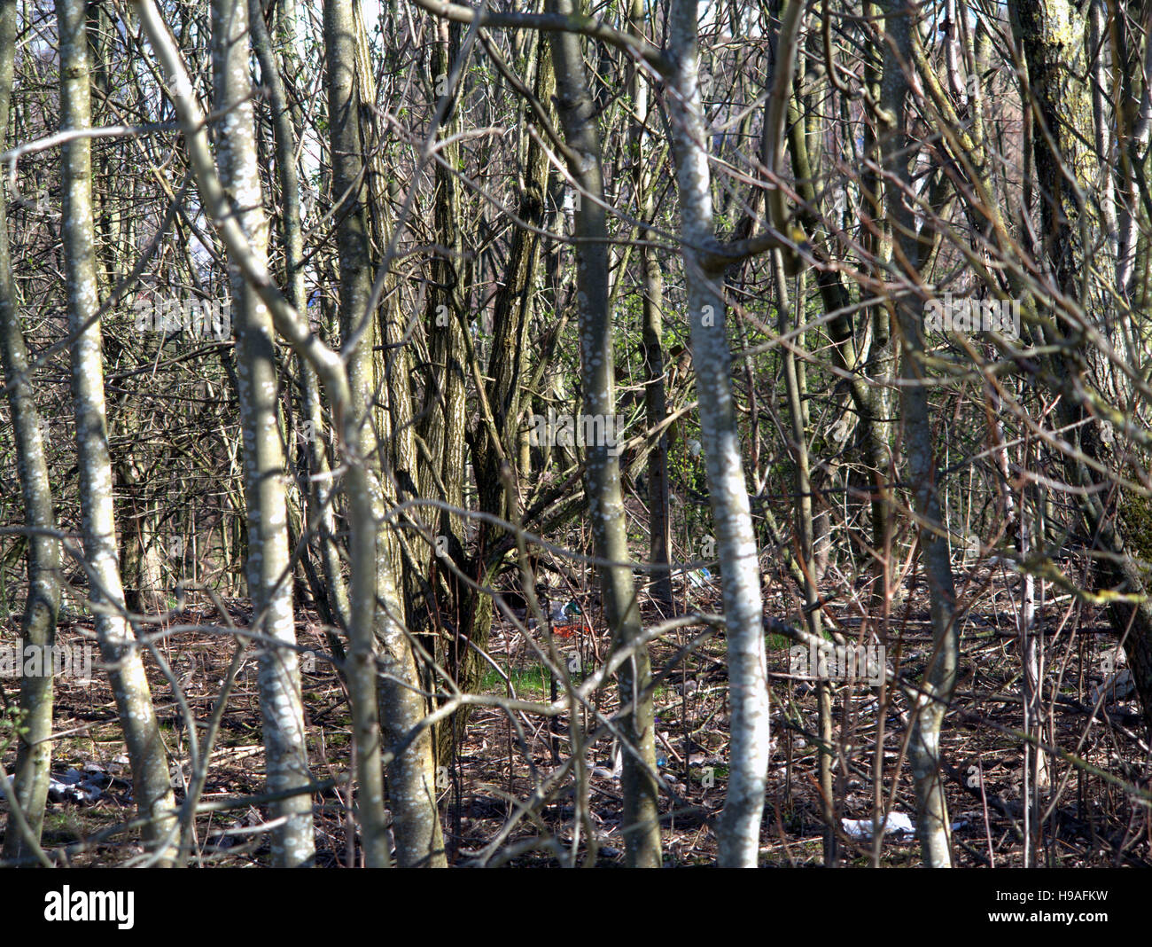 Les arbres à feuillage d'automne les feuilles d'or et la couleur des motifs Banque D'Images