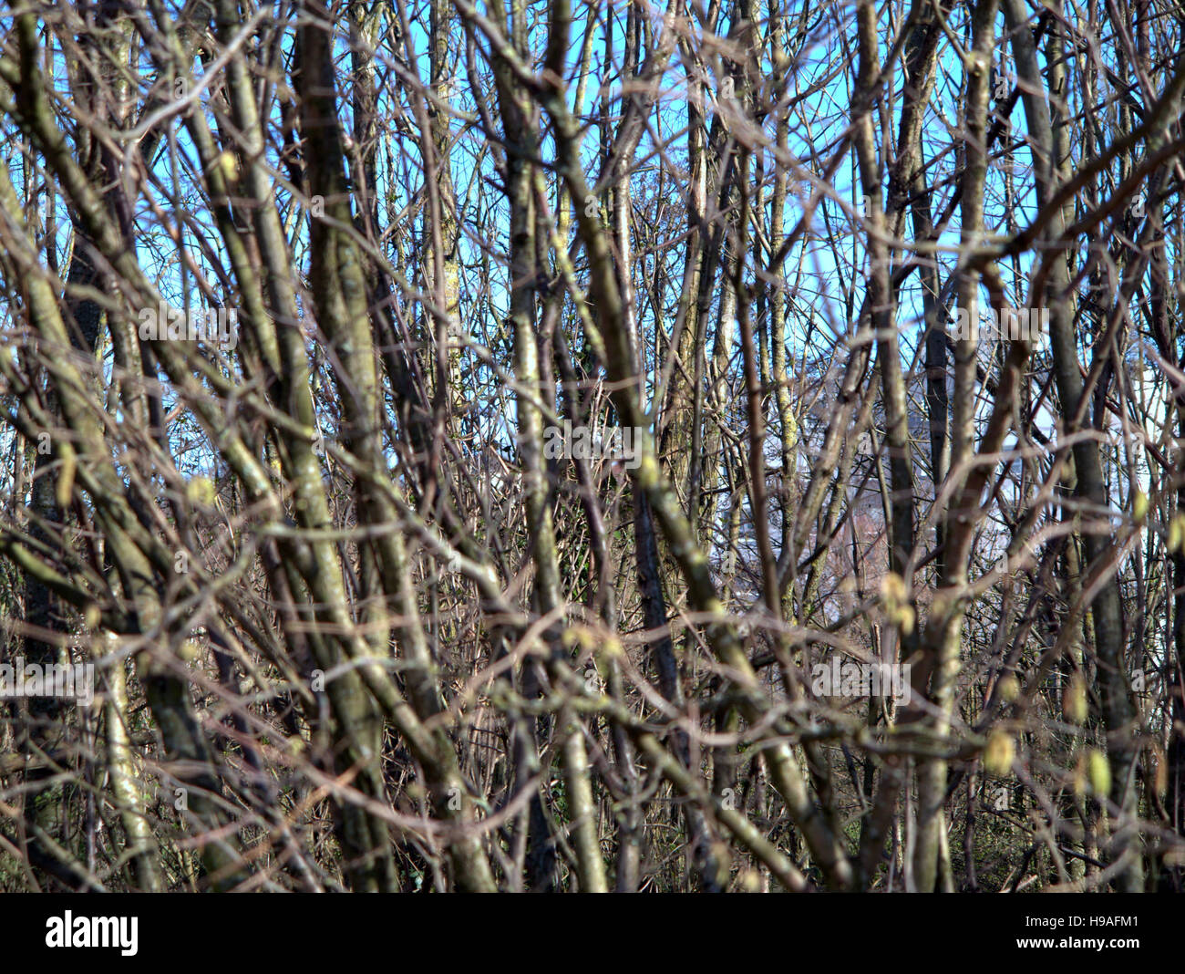 Les arbres à feuillage d'automne les feuilles d'or et la couleur des motifs Banque D'Images