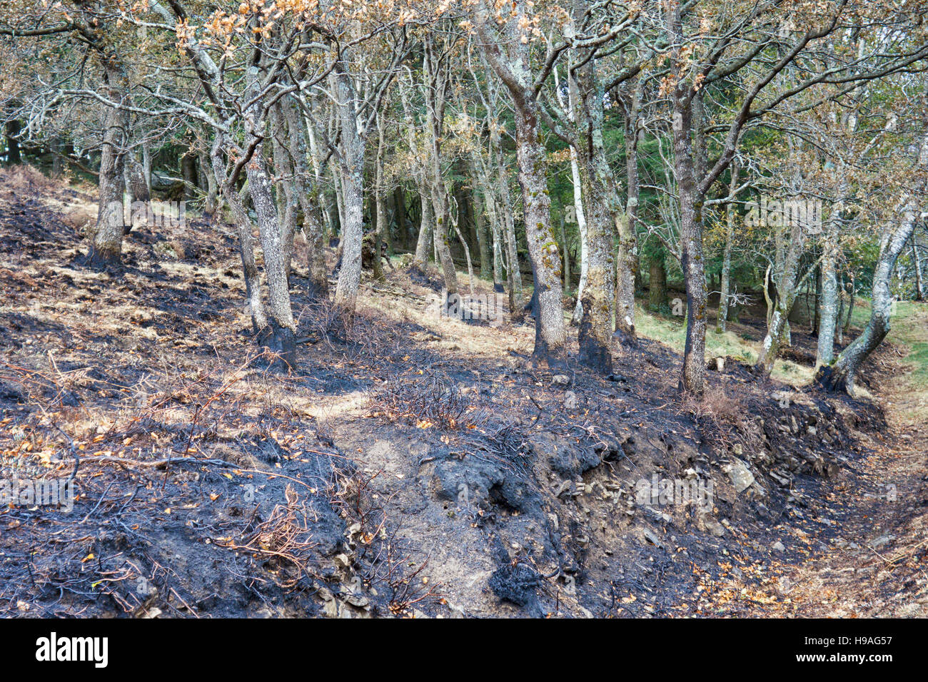 Triste photo des restes d'une forêt de chêne brûlé après un feu de forêt. Banque D'Images