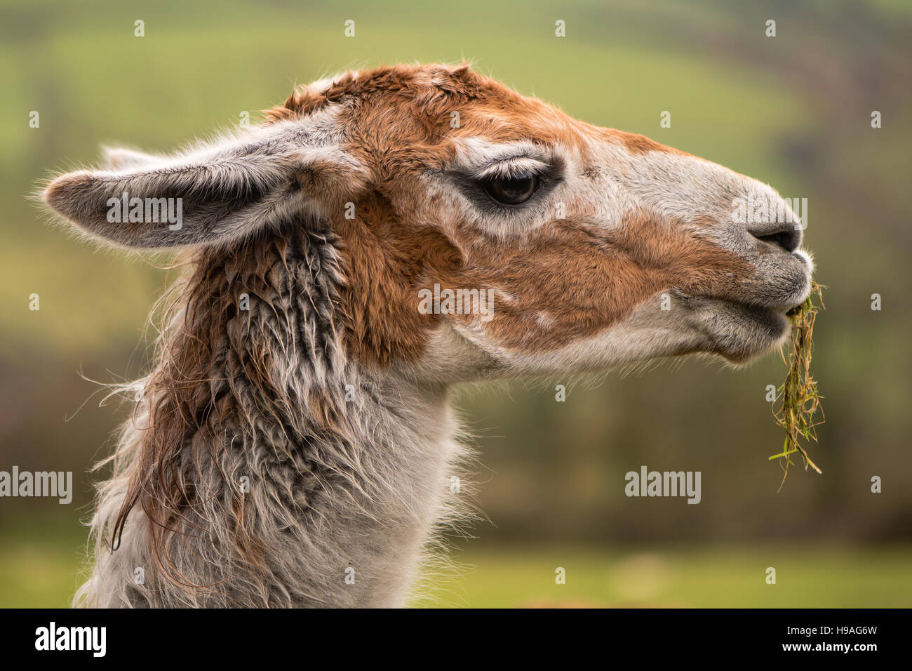 Cheveux chatains de profil Banque de photographies et d’images à haute