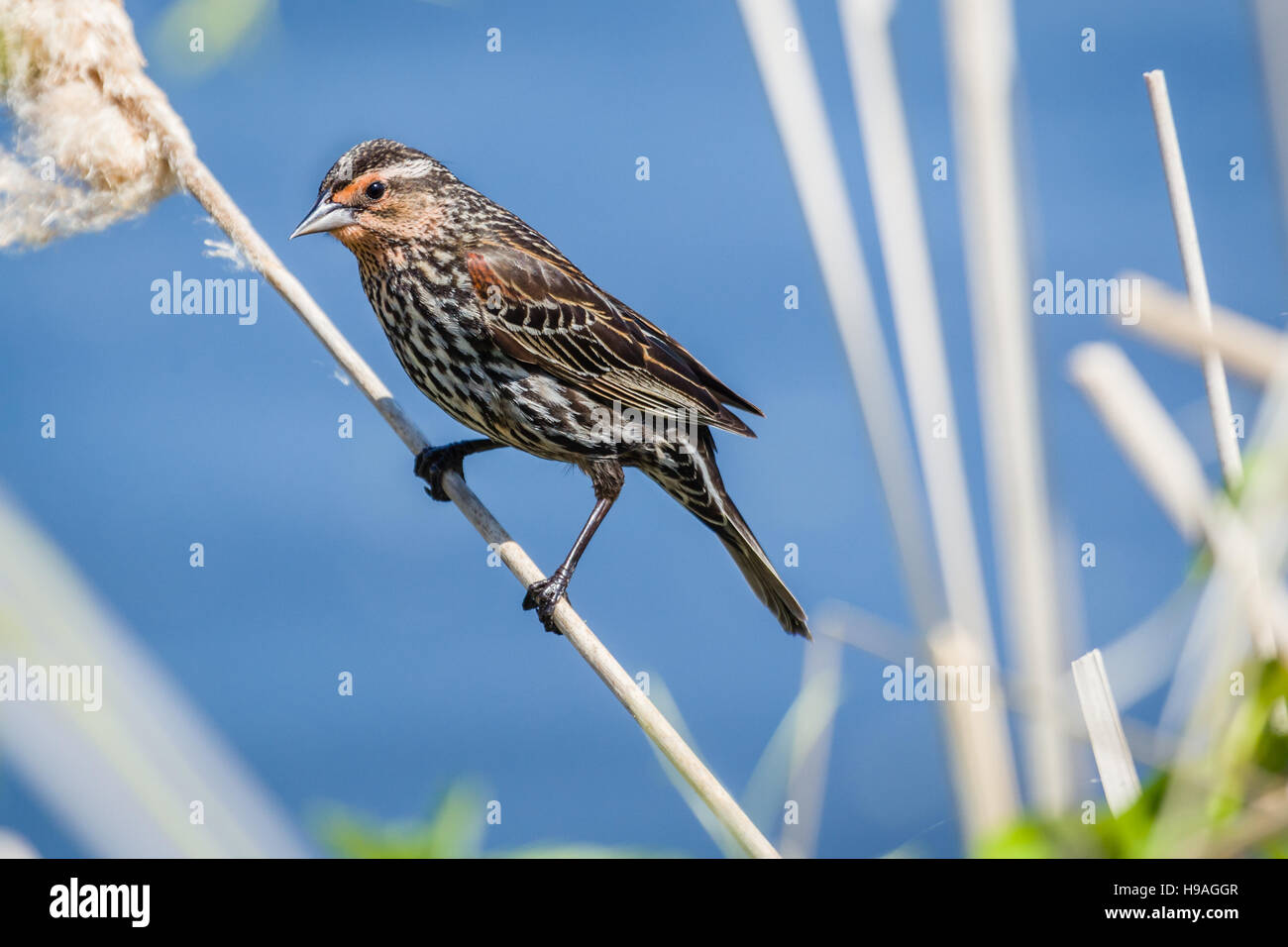 Femme redwinged blackbird perché sur les quenouilles dans les zones humides. Banque D'Images