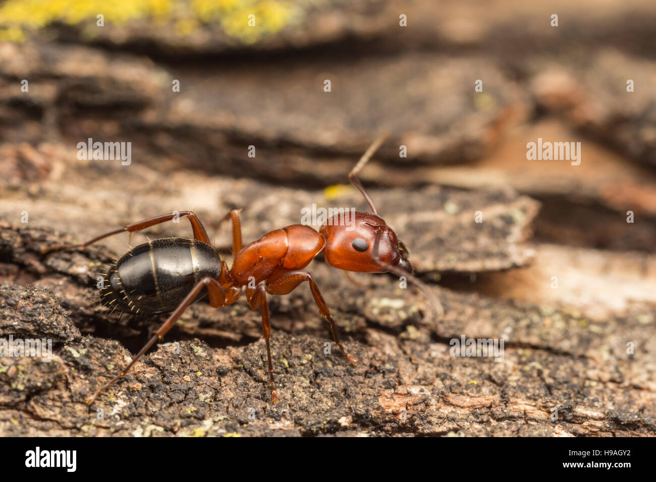Une fourmi Camponotus (decipiens) explore l'écorce d'un arbre. Banque D'Images