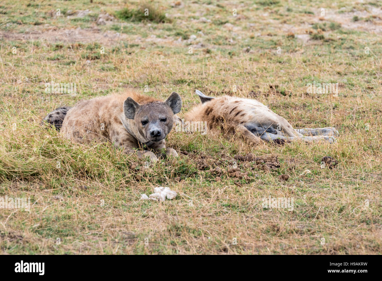 Trois Hyène tachetée couché Banque D'Images