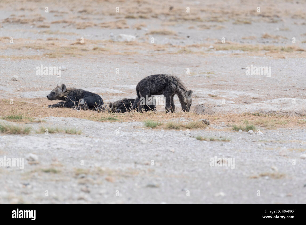 L'Hyène tachetée trois oursons à l'entrée de leur tanière Banque D'Images