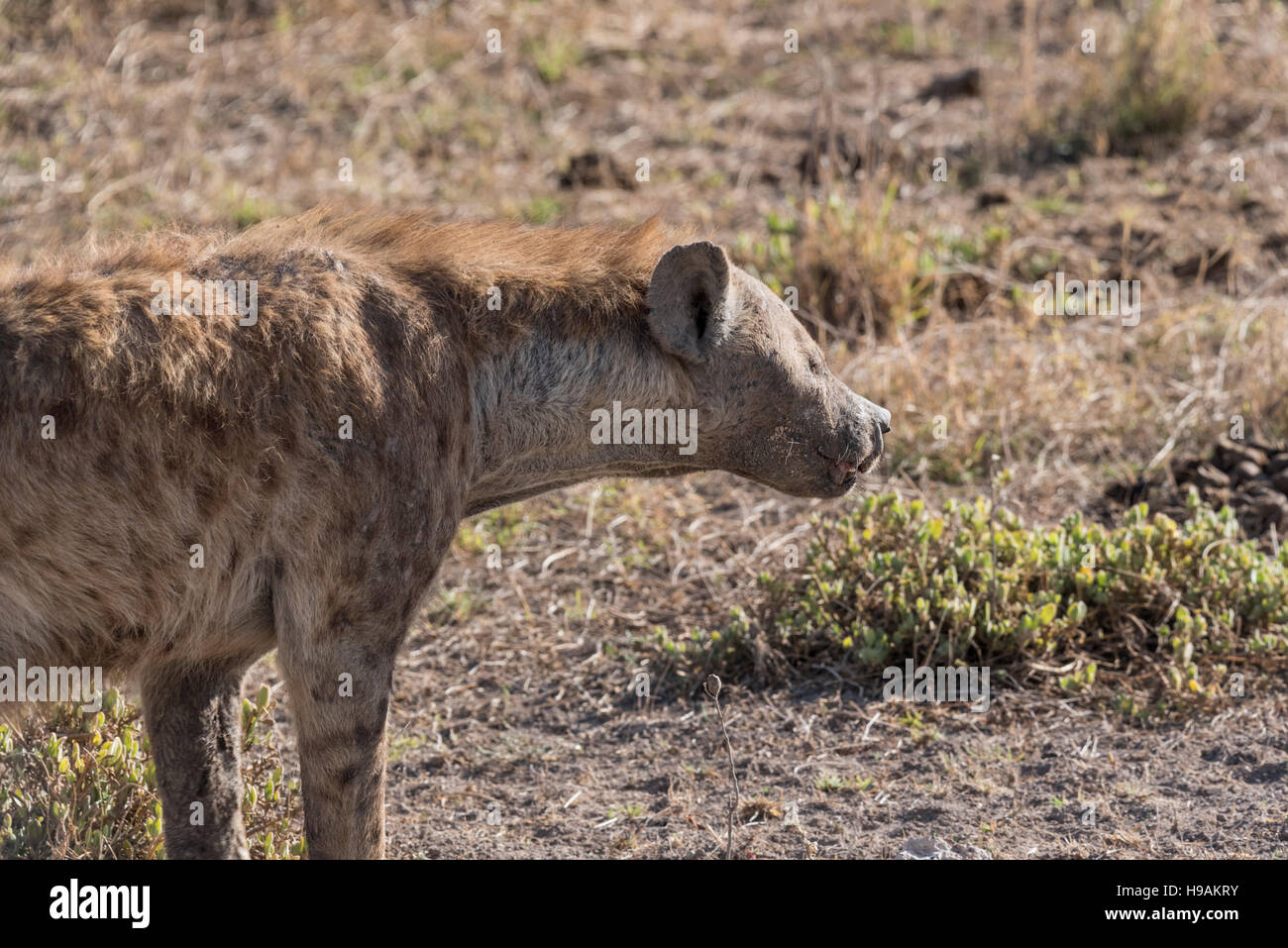 La tête et des épaules d'une hyène tachetée Banque D'Images