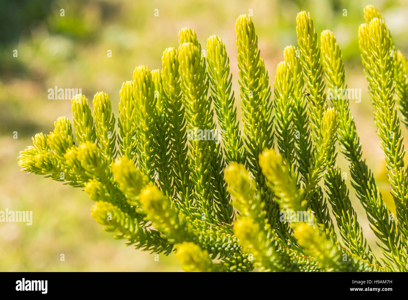 Feuille d'Araucaria heterophylla Araucaria excelsa, est membre de l'Araucariaceae Banque D'Images