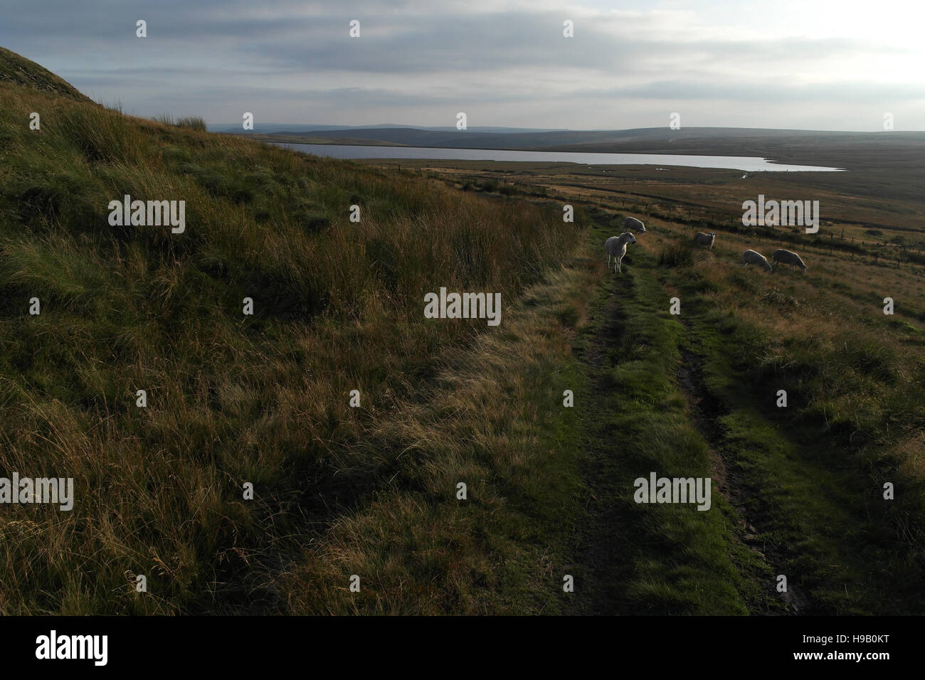 Chemin d'accès, avec des moutons, l'extrémité nord de Moor Ovenden, descendant vers Warley Moor réservoir, South Pennines, Halifax, West Yorkshire Banque D'Images