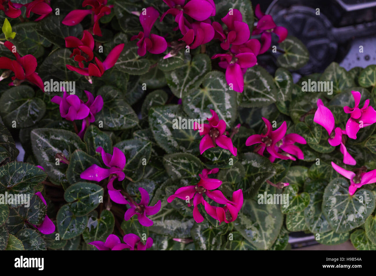 Fleurs roses et mauves avec de fines pétales de arbuste à feuilles panachées vert Banque D'Images