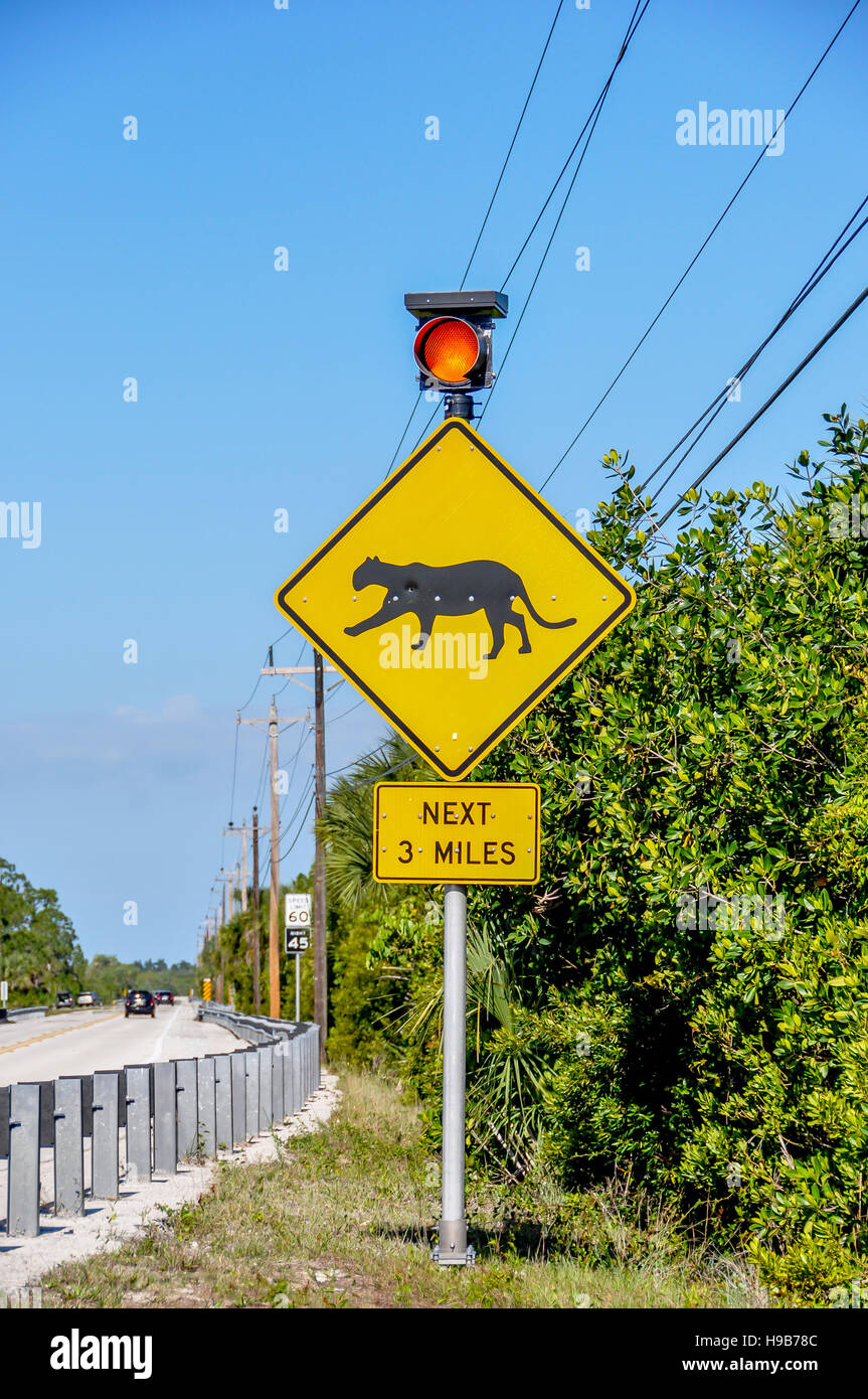 Zone de passage de la faune rads pour Florida Panthers sur nous 41 à Big Cypress National Preserve où beaucoup de panthères sont frappés par les voitures Banque D'Images