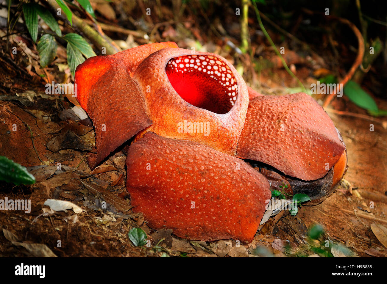 Les plantes à fleurs parasites Rafflesia. Banque D'Images