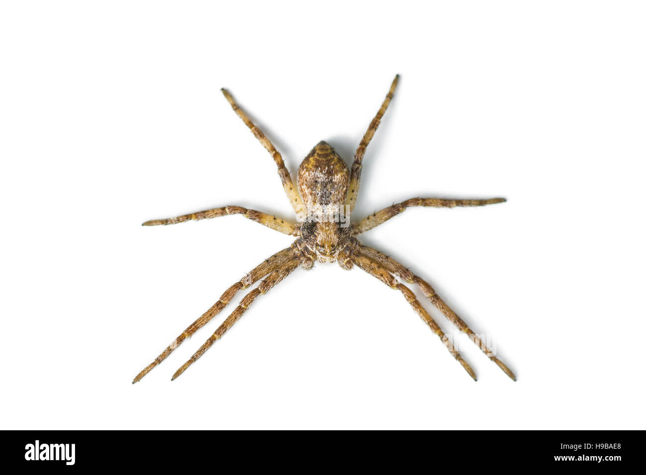 Spider Long-Legged isolated on White Banque D'Images
