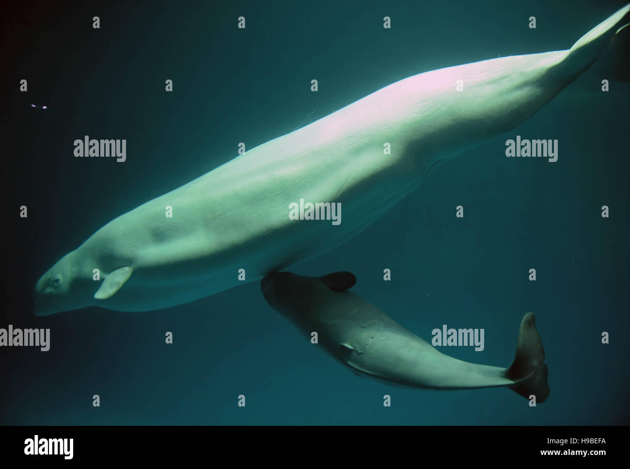Changsha Chine Province Du Hunan Nov 16 D Un Beluga Nage Avec Son Bebe A Changsha Sea World A Changsha Capitale De La Province Du Hunan En Chine Centrale Le Novembre