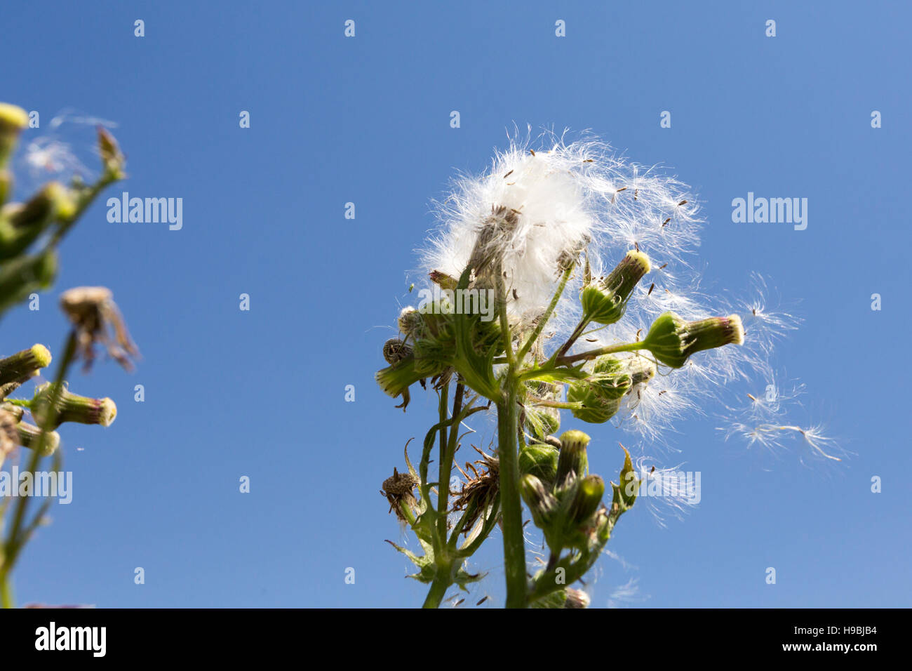 Asunción, Paraguay. 21 novembre 2016. Un chardon-truie (Sonchus asper), têtes de semence soufflant dans le vent, sous le ciel bleu, est vu pendant la journée ensoleillée à Asunción, Paraguay. © André M. Chang/Alay Live News Banque D'Images