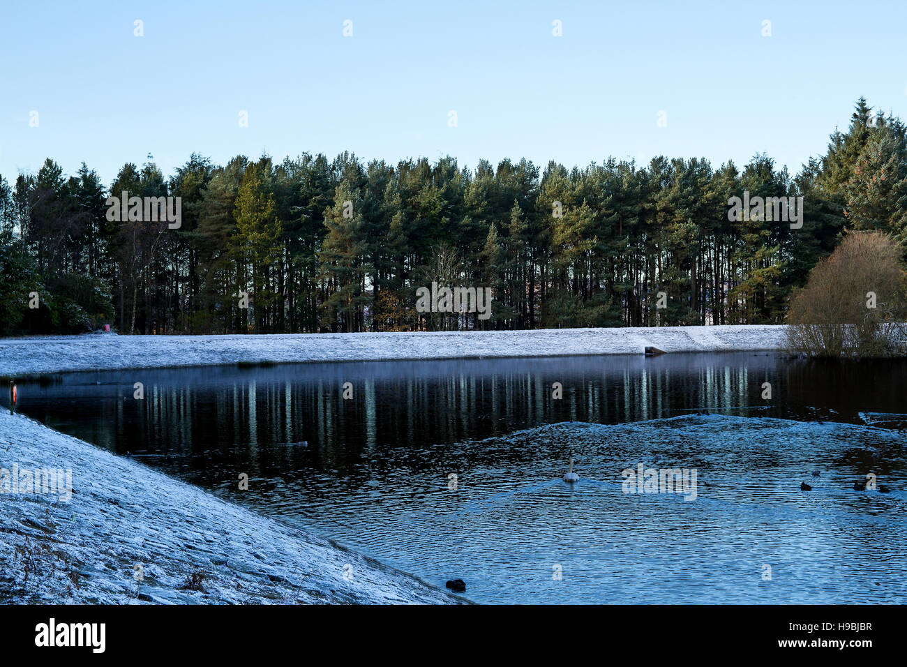 Tayside, Dundee, Ecosse, Royaume-Uni. Le 21 novembre 2016. Gel dur avec la baisse des températures en dessous de zéro à Dundee. Bravant le froid glacial de la faune météo à Clatto Park à Glasgow aujourd'hui. Credit : Dundee Photographics / Alamy Live News Banque D'Images