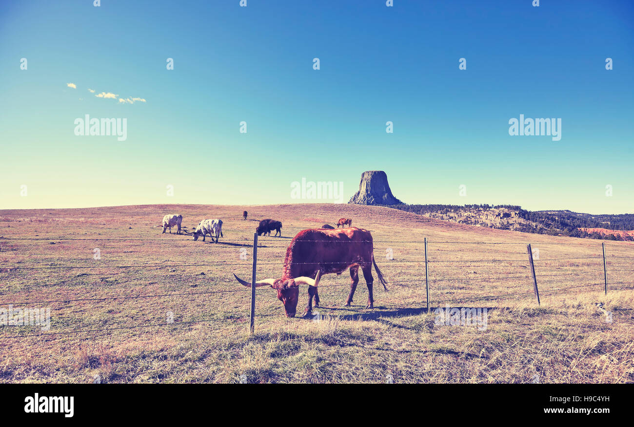 Vaches et bisons stylisé vintage avec Devils Tower dans la distance, haut attraction dans Wyoming State, USA. Banque D'Images