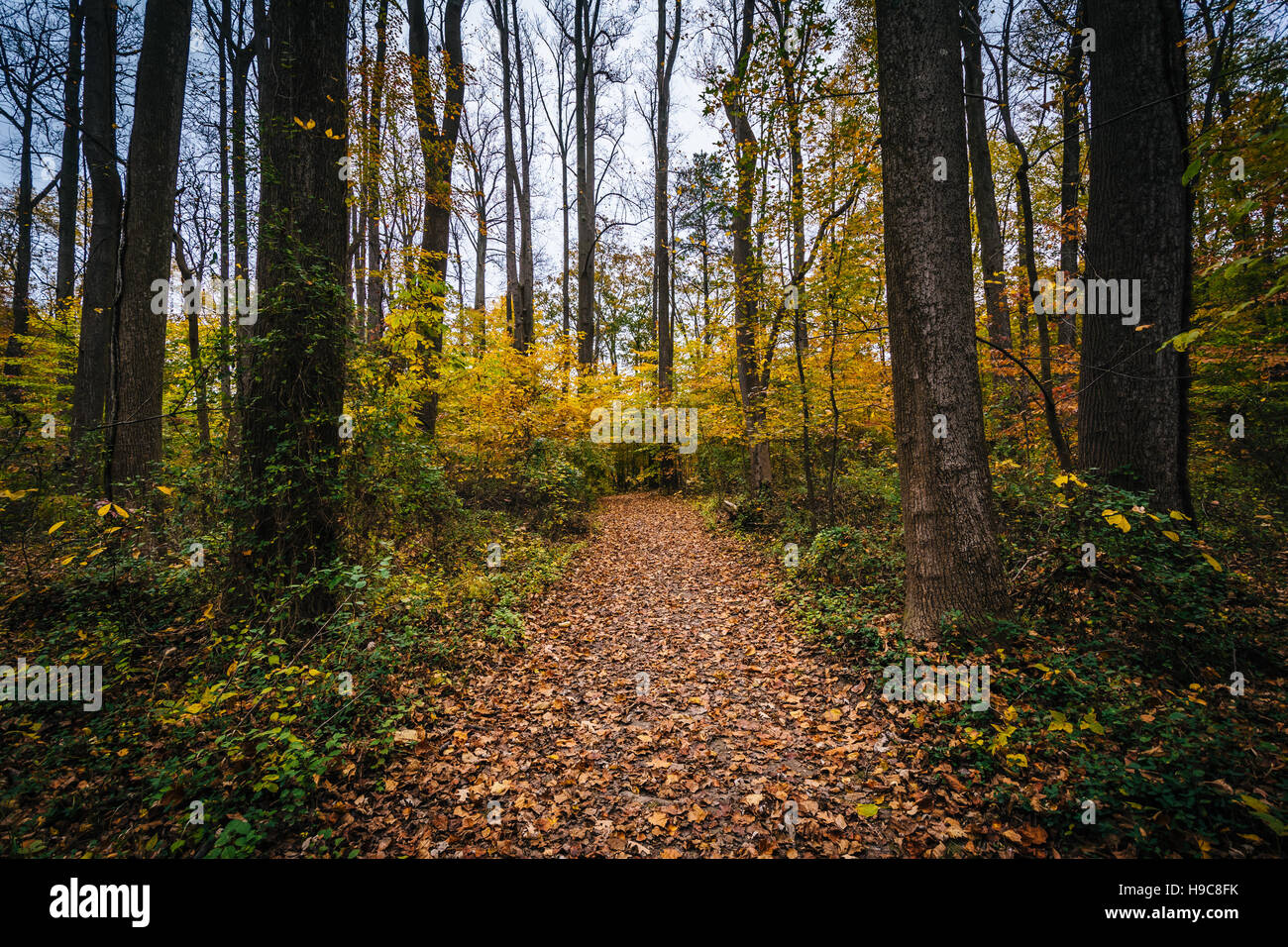 La couleur en automne le long d'un sentier à l'île de Wye, Maryland. Banque D'Images