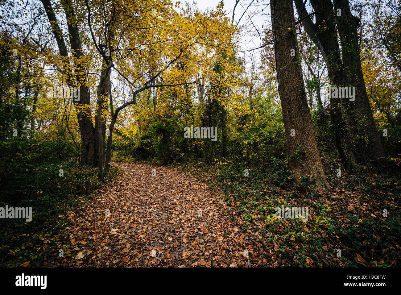 La couleur en automne le long d'un sentier à l'île de Wye, Maryland. Banque D'Images