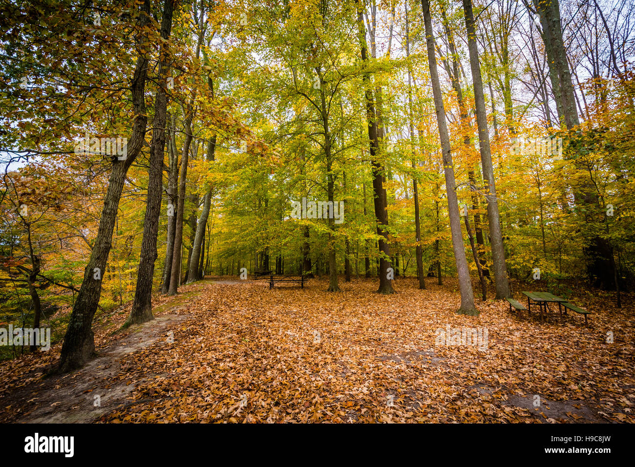 La couleur en automne à Wye Island, Maryland. Banque D'Images