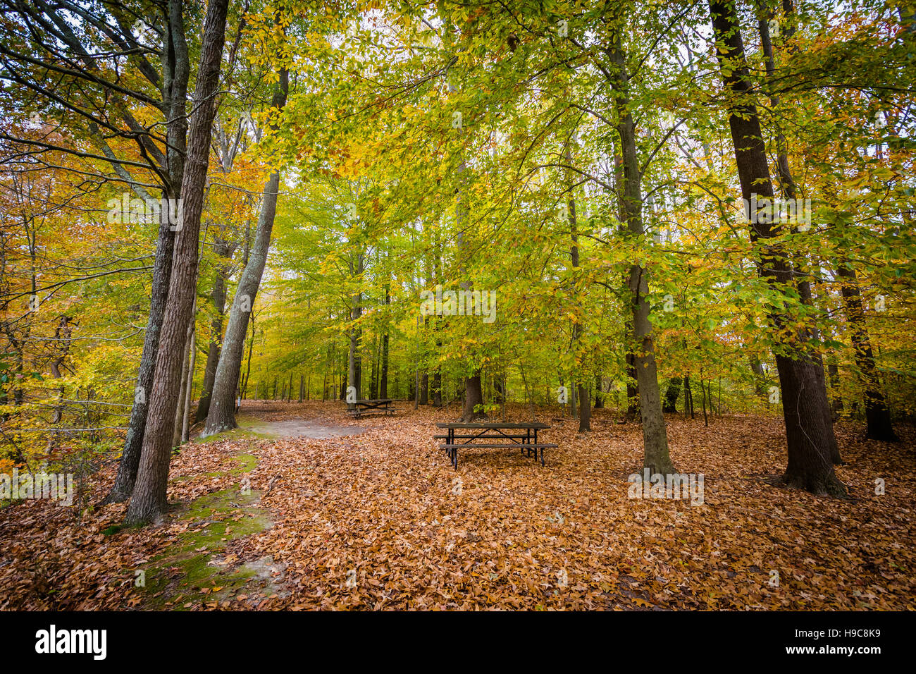 La couleur en automne à Wye Island, Maryland. Banque D'Images