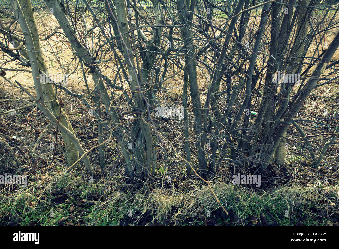 Les arbres à feuillage d'automne les feuilles d'or et la couleur des motifs Banque D'Images