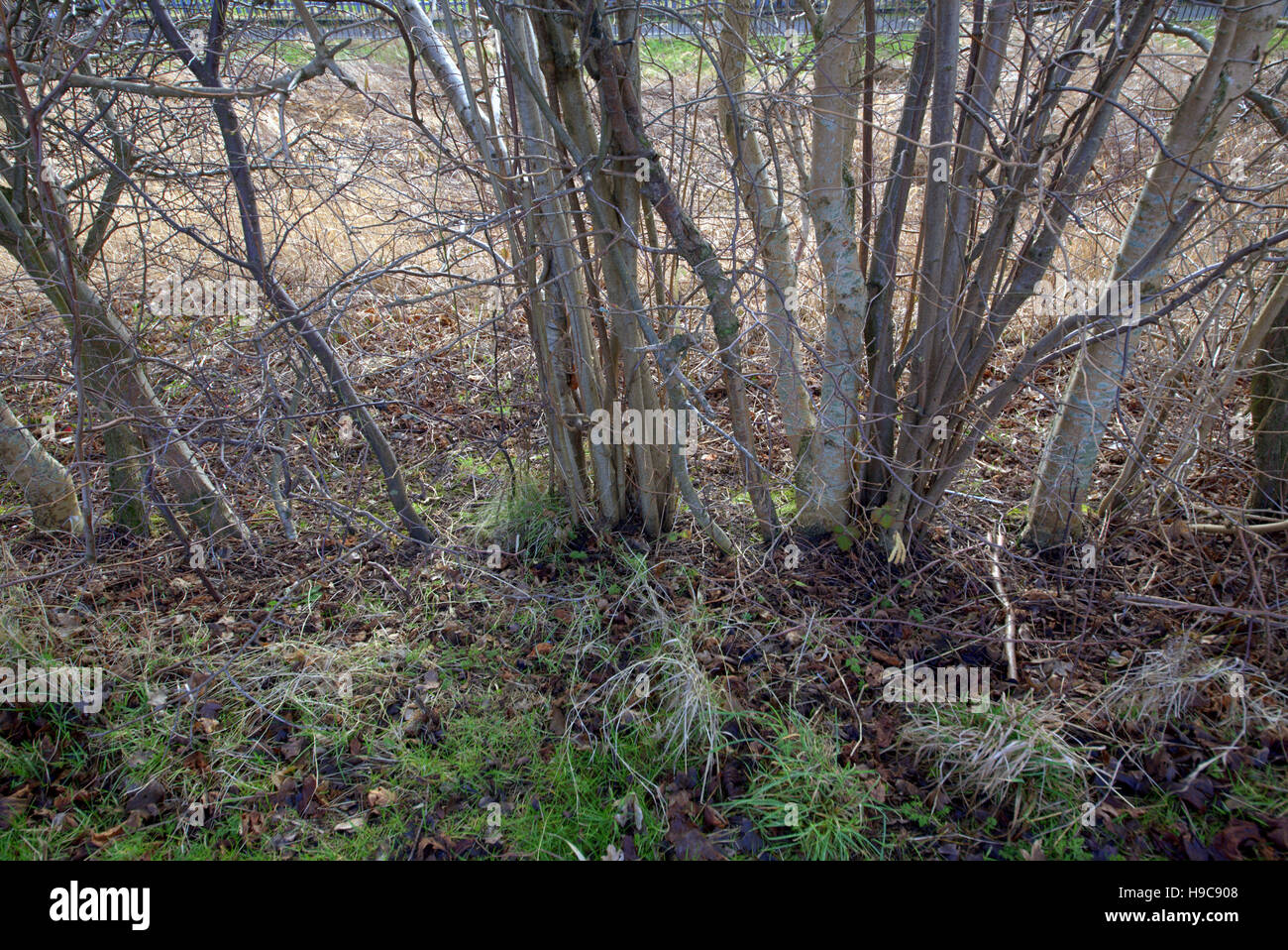 Les arbres à feuillage d'automne les feuilles d'or et la couleur des motifs Banque D'Images