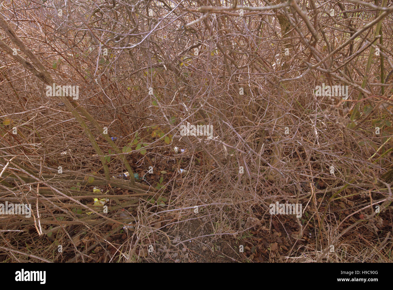 Les arbres à feuillage d'automne les feuilles d'or et la couleur des motifs Banque D'Images
