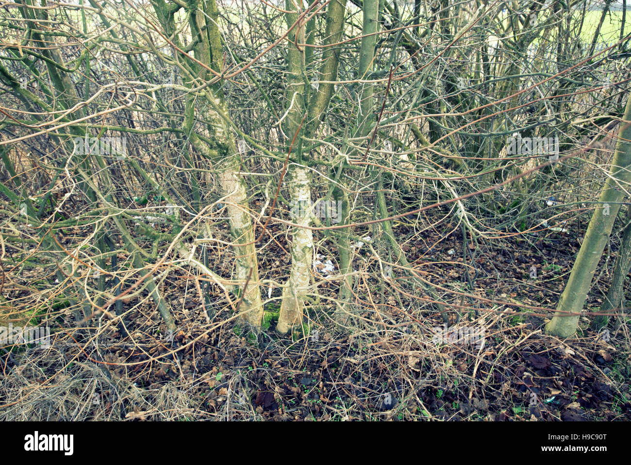 Les arbres à feuillage d'automne les feuilles d'or et la couleur des motifs Banque D'Images