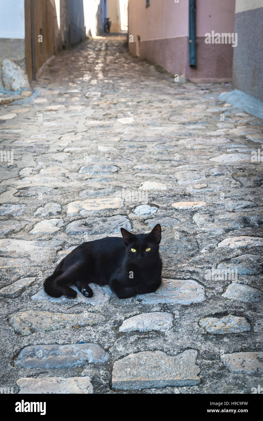 Chat noir couché sur pavés, ville de Krk, sur l'île de Krk, Croatie Banque D'Images