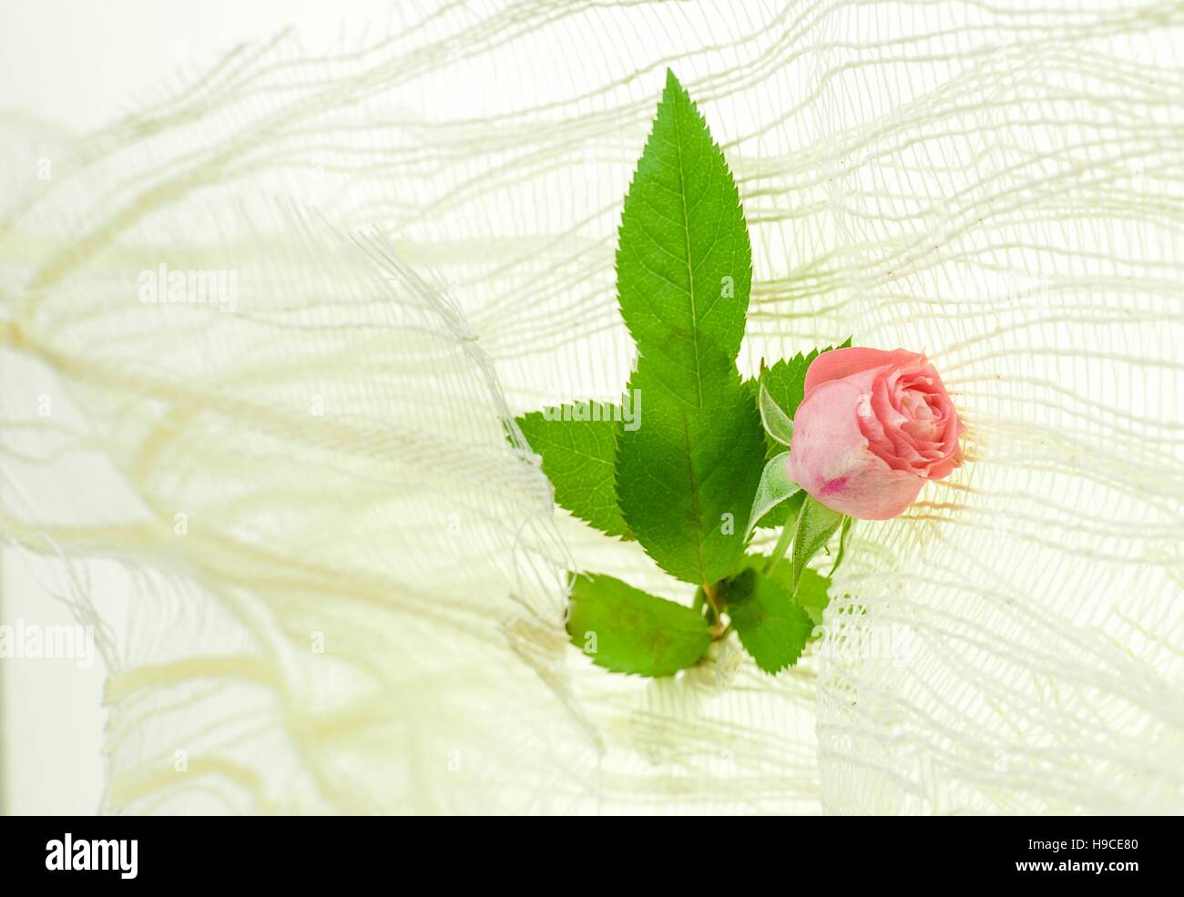 Petite rose rose mignon, sur fond blanc Banque D'Images