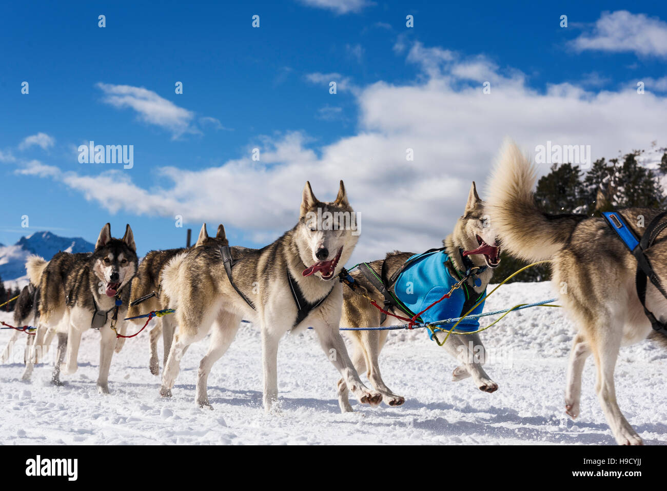 Husky Sibérien à neige hiver race concurrence dans fmountain Banque D'Images