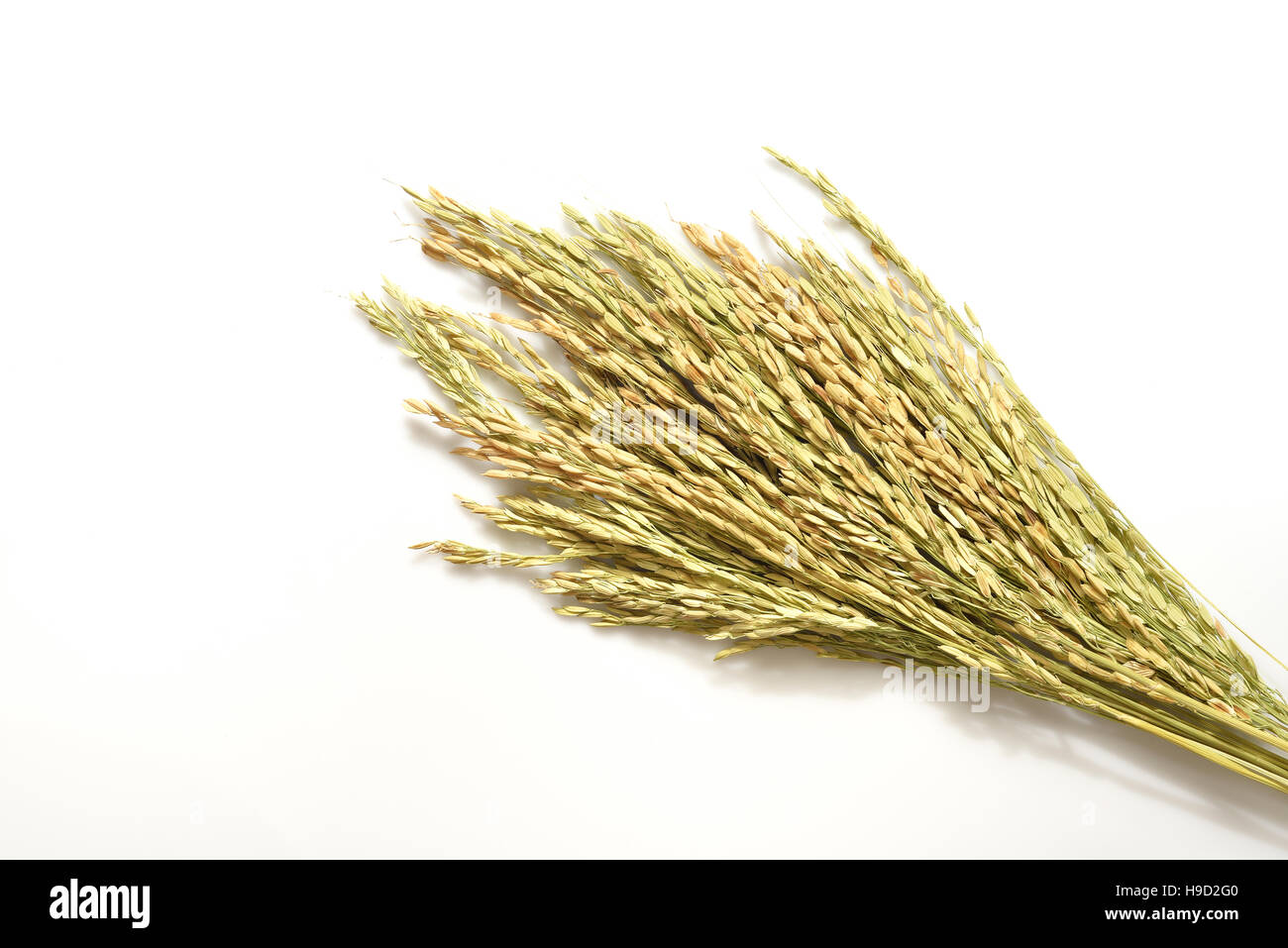 Tige de riz sur fond blanc Banque D'Images