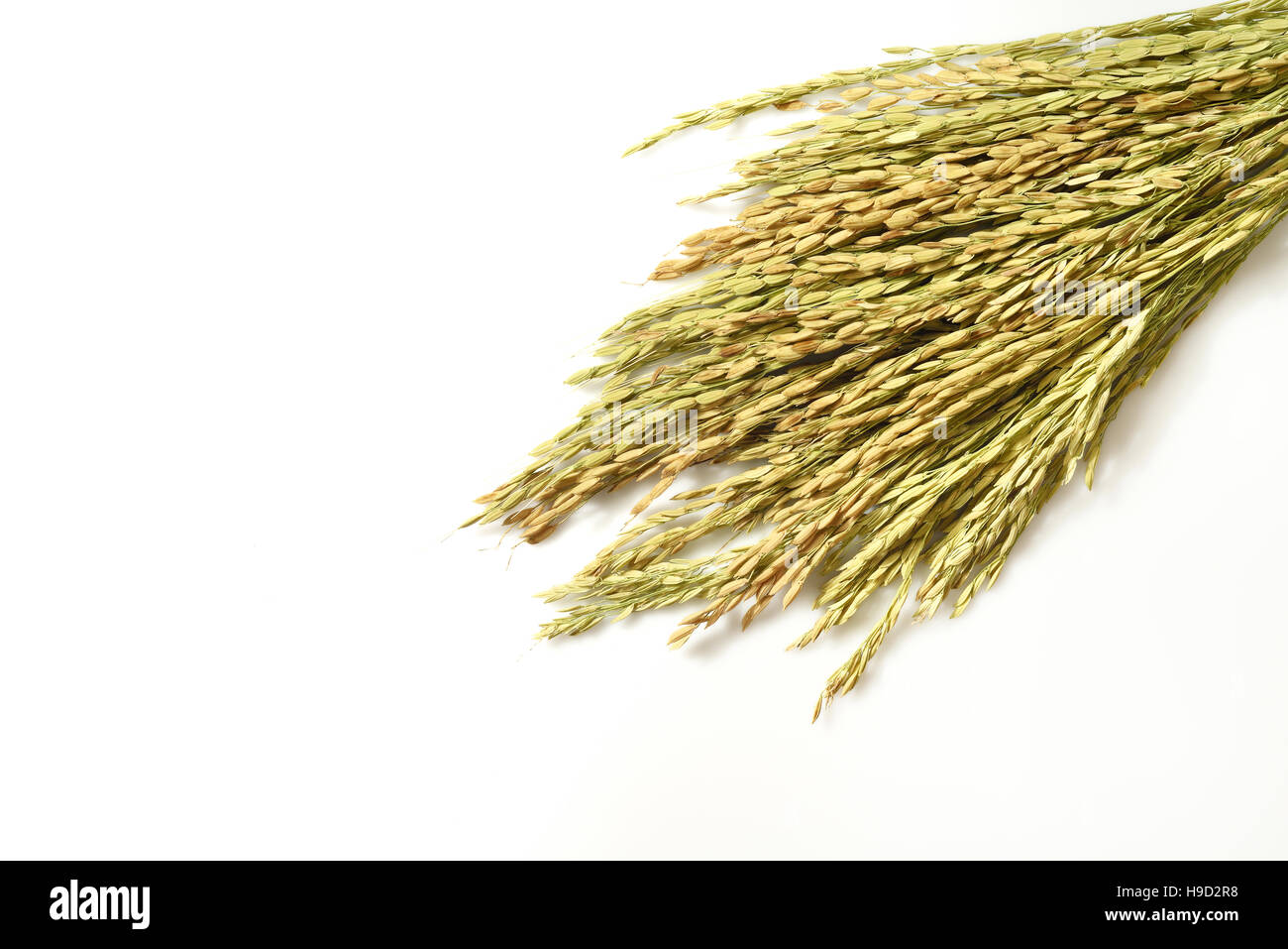 Oreille de riz tourné en studio sur fond blanc Banque D'Images