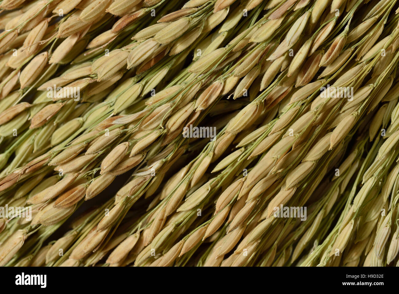 Close up de tige de riz Banque D'Images