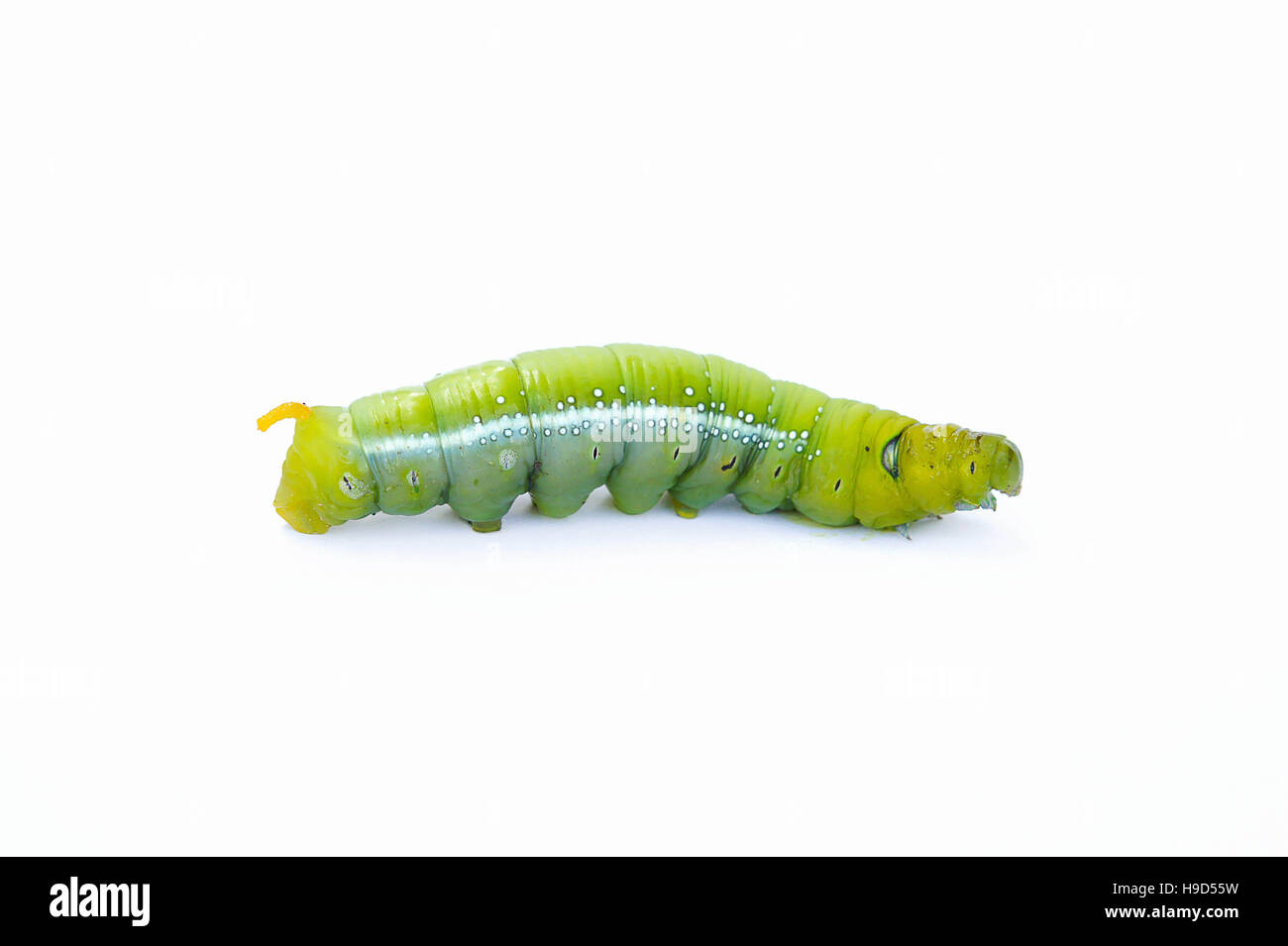 Le ver vert sur fond blanc, les chenilles vertes, chenilles mangent les feuilles vertes avant qu'elles se nymphosent et devenir adulte. Banque D'Images