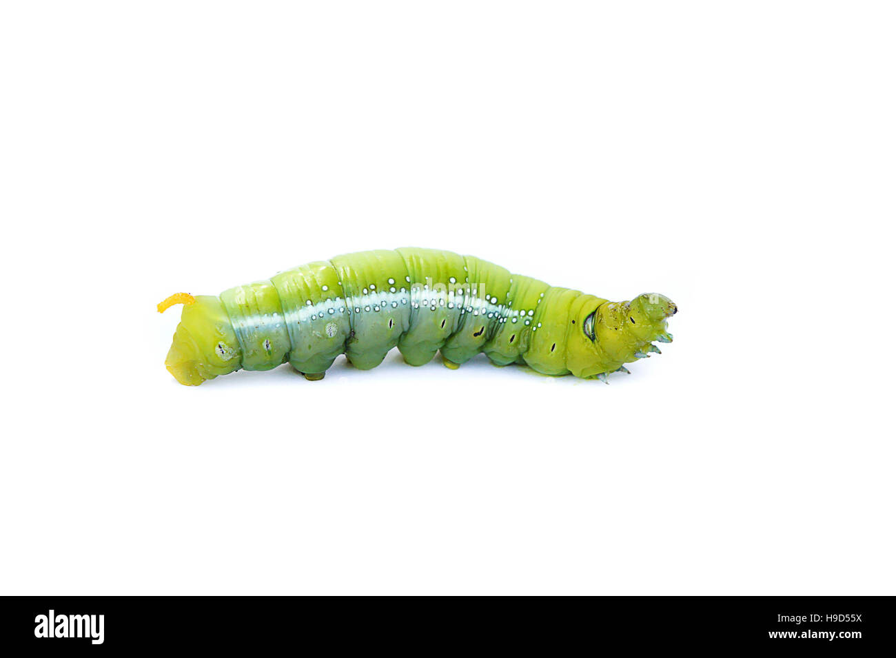 Le ver vert sur fond blanc, les chenilles vertes, chenilles mangent les feuilles vertes avant qu'elles se nymphosent et devenir adulte. Banque D'Images