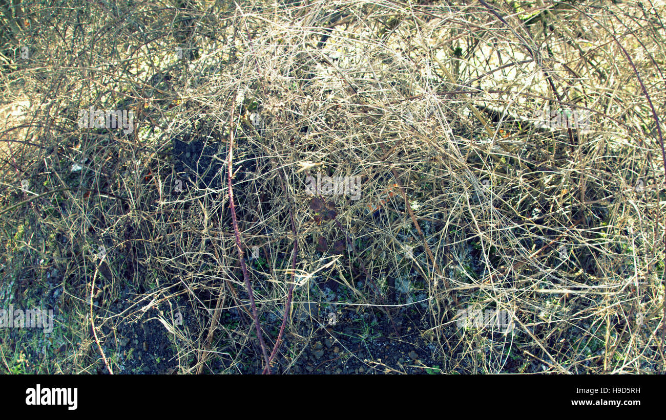 Les arbres à feuillage d'automne les feuilles d'or et la couleur des motifs Banque D'Images