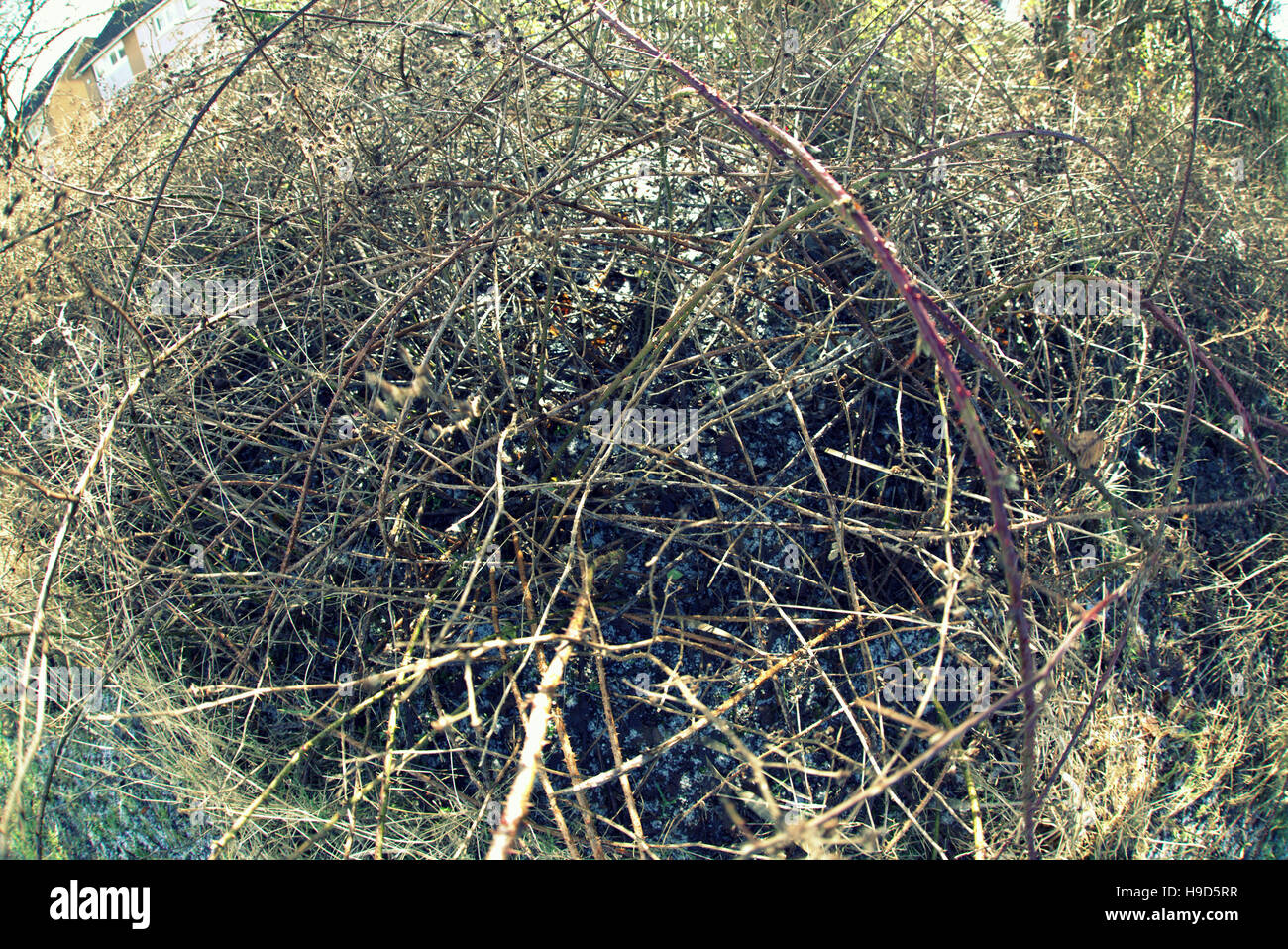 Les arbres à feuillage d'automne les feuilles d'or et la couleur des motifs Banque D'Images
