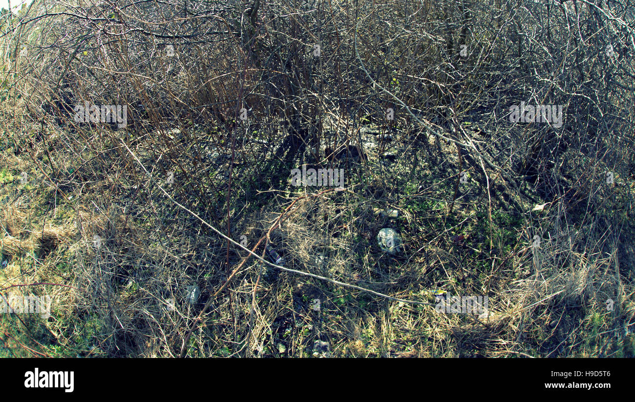 Les arbres à feuillage d'automne les feuilles d'or et la couleur des motifs Banque D'Images