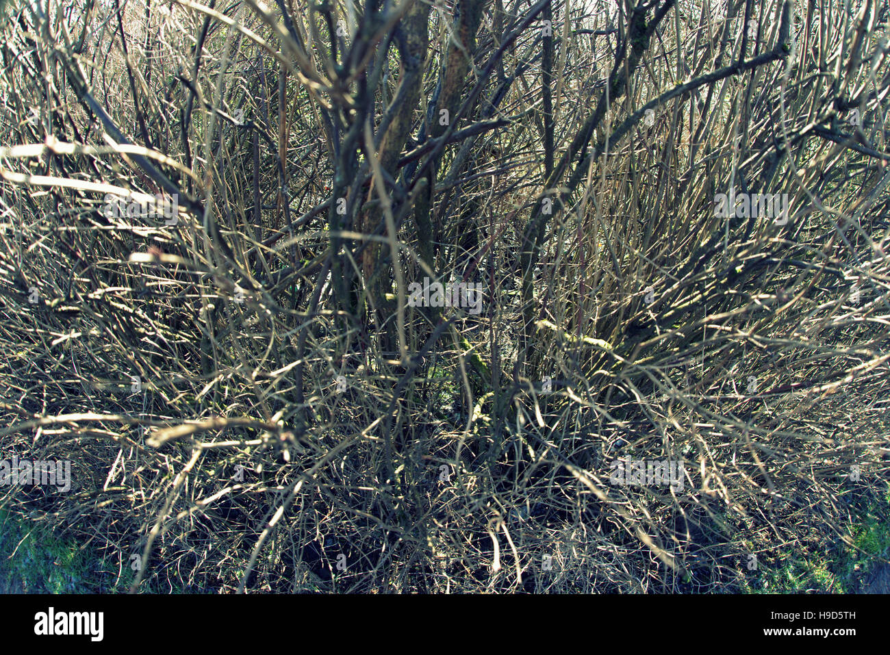 Les arbres à feuillage d'automne les feuilles d'or et la couleur des motifs Banque D'Images
