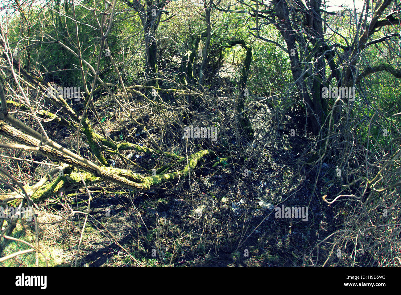 Les arbres à feuillage d'automne les feuilles d'or et la couleur des motifs Banque D'Images