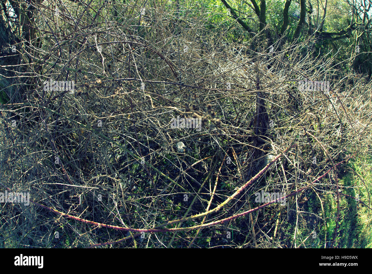 Les arbres à feuillage d'automne les feuilles d'or et la couleur des motifs Banque D'Images