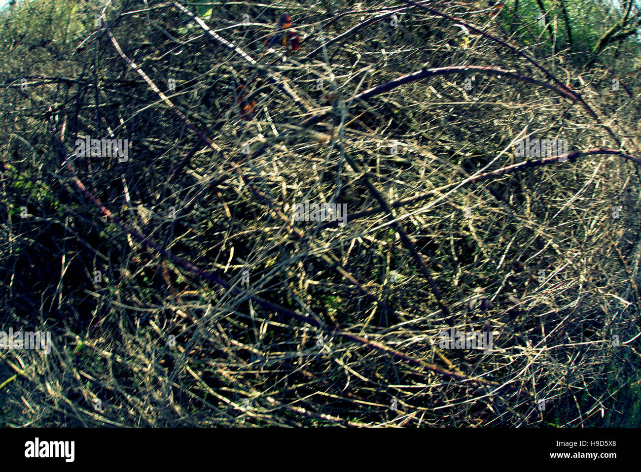 Les arbres à feuillage d'automne les feuilles d'or et la couleur des motifs Banque D'Images