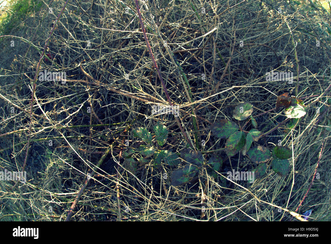 Les arbres à feuillage d'automne les feuilles d'or et la couleur des motifs Banque D'Images