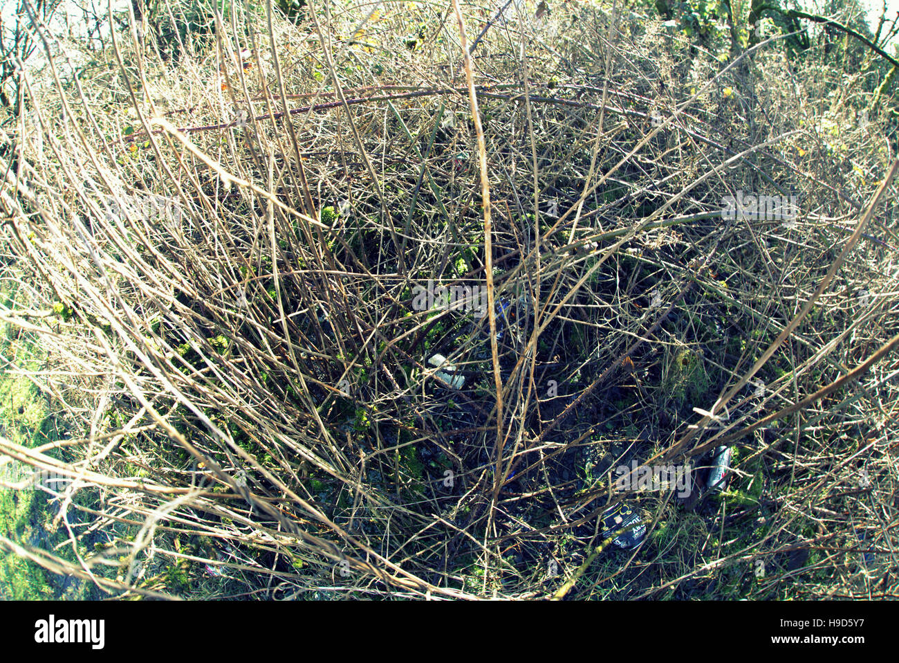 Les arbres à feuillage d'automne les feuilles d'or et la couleur des motifs Banque D'Images