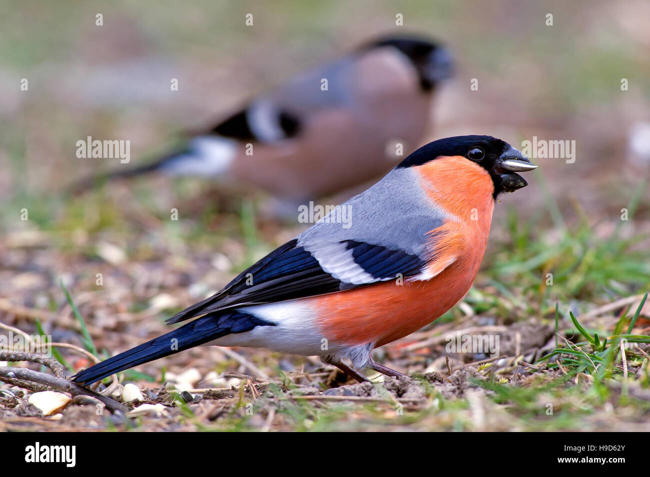 Le Canard colvert mâle et femelle (Pyrrhula pyrrhula) entre graines de tournesol dans l'herbe. Banque D'Images